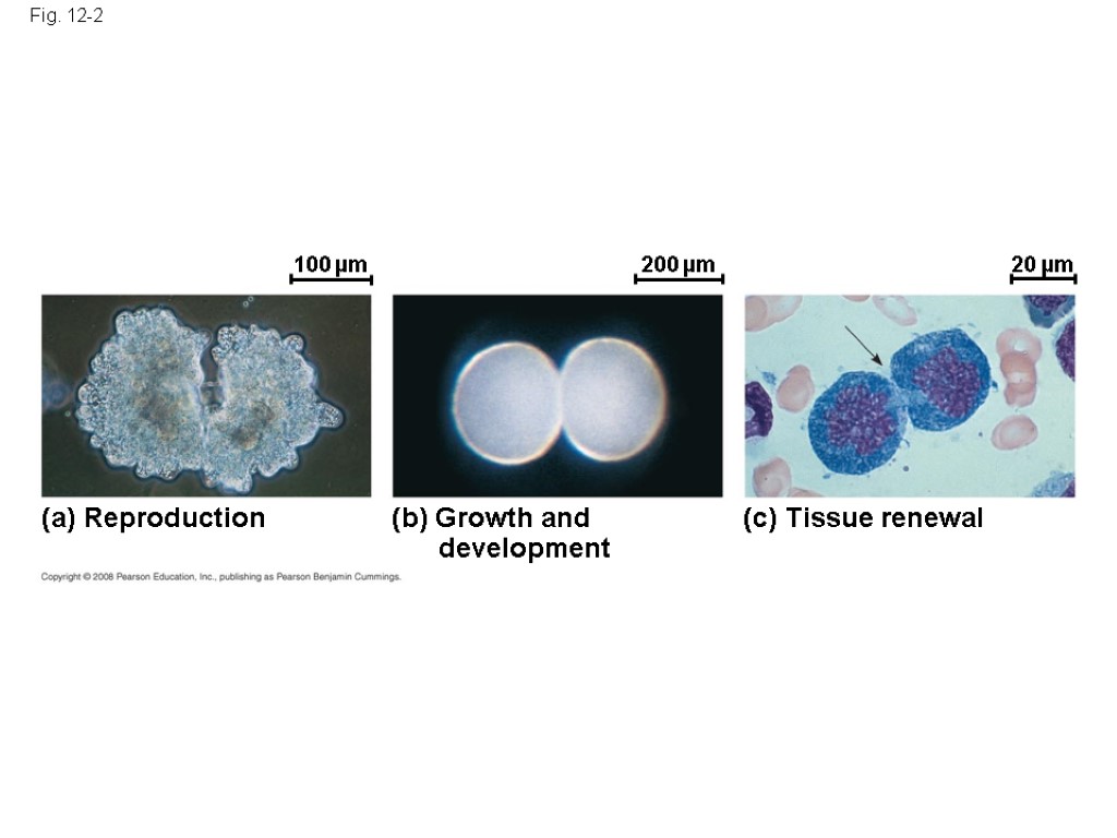 Fig. 12-2 100 µm 200 µm 20 µm (a) Reproduction (b) Growth and development